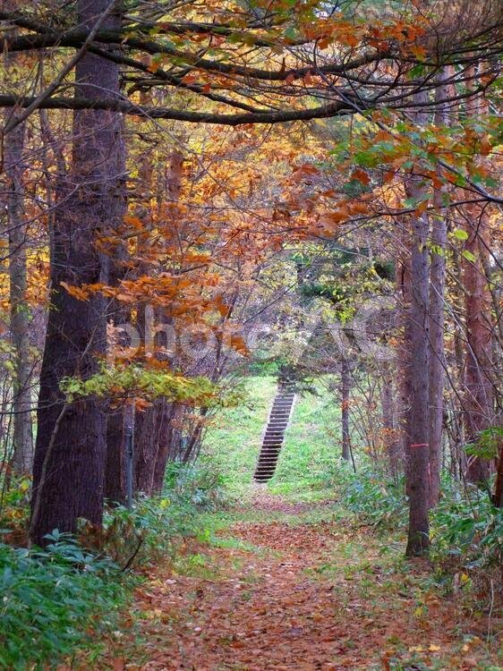 🌲 외국수종 견본림(가이코쿠주슈 미혼린) 이미지 1